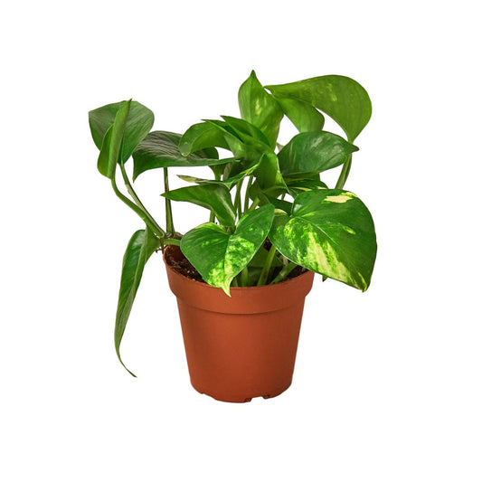 Golden Pothos 'Devil's Ivy' Live Plant