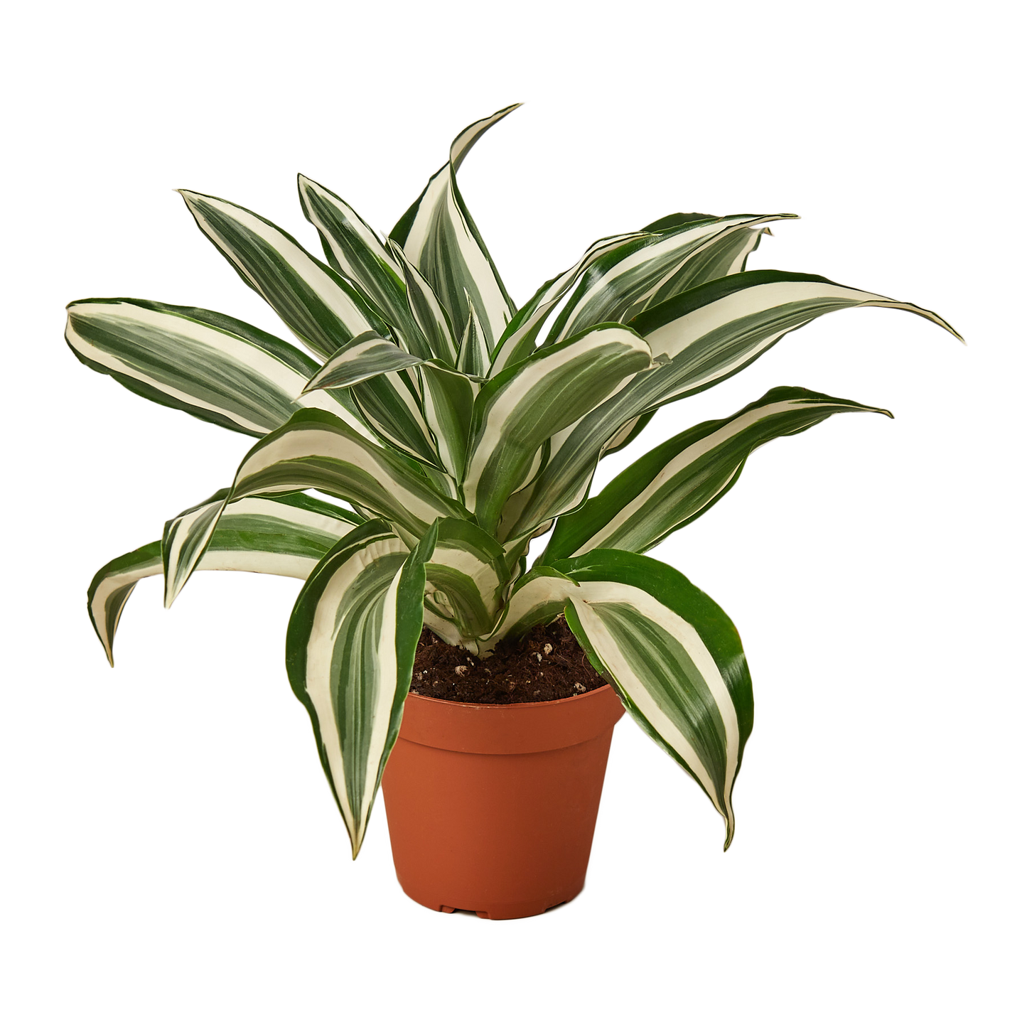 Dracaena Warneckii 'White Jewel'