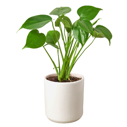 Philodendron Monstera Split-Leaf
