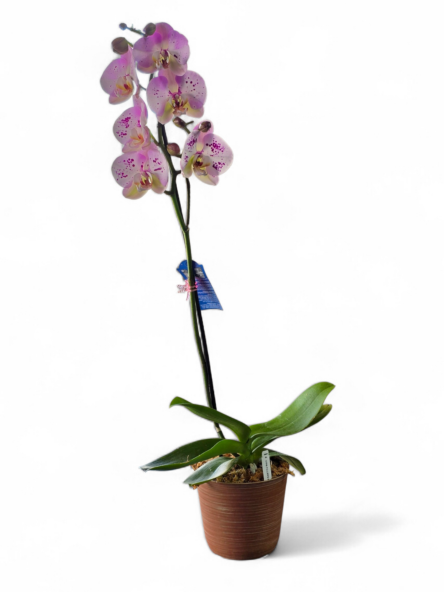Orchid Plant