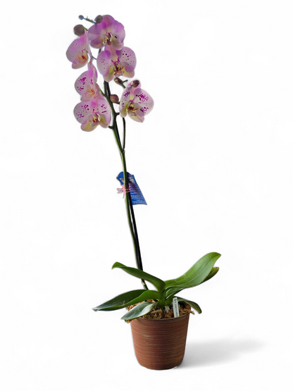 Orchid Plant