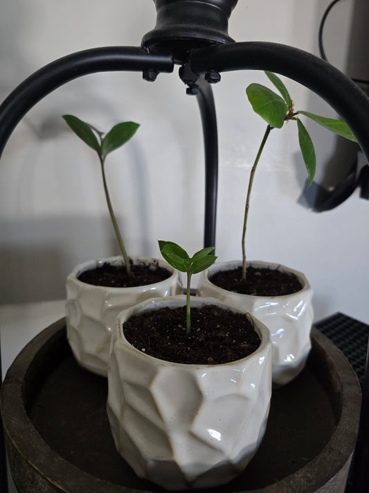 4" potted plant